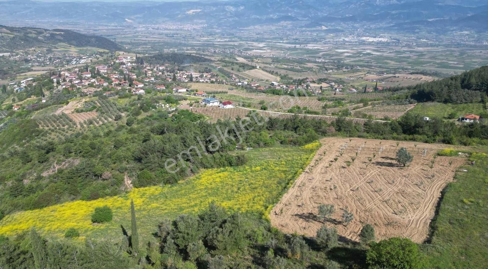 Bakımlı Yetişkin Meyve Bahçemiz .. - Görsel 6