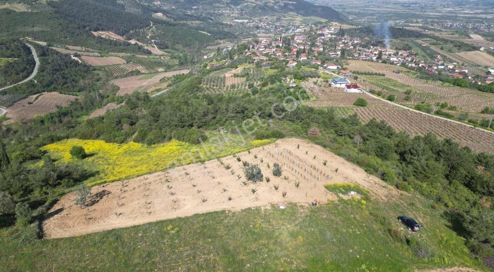 Bakımlı Yetişkin Meyve Bahçemiz .. - Görsel 8