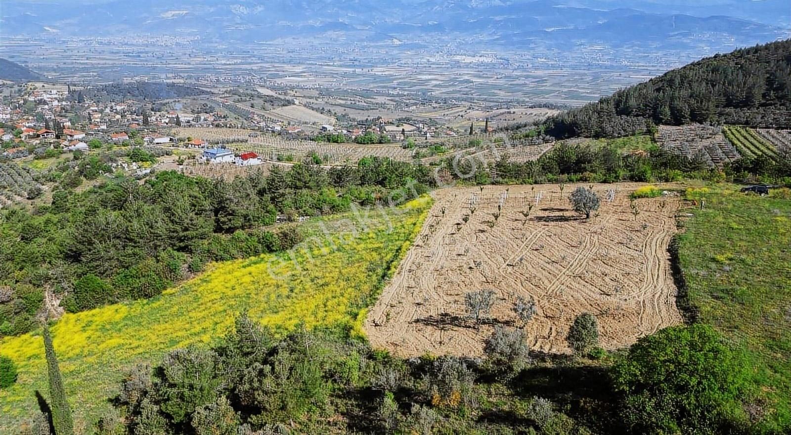 Bakımlı Yetişkin Meyve Bahçemiz .. - Görsel 3