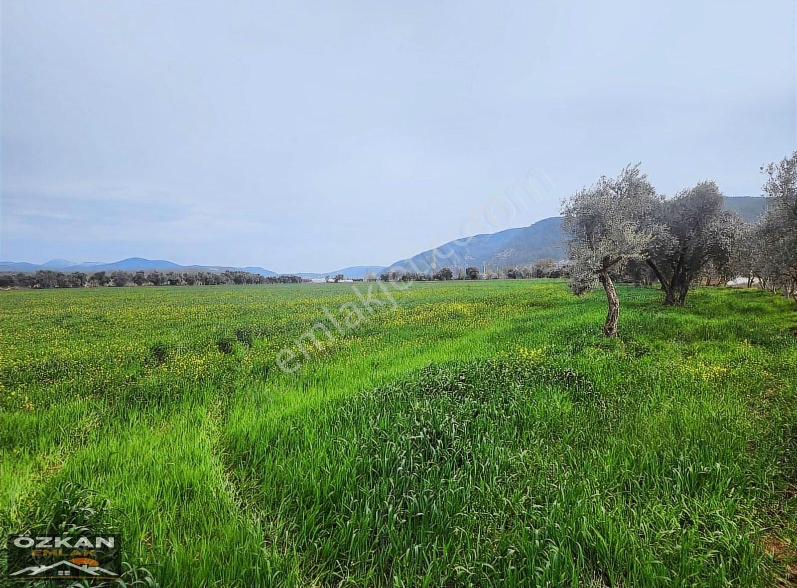 Muğla Yatağan Gökpınarda 10.325m2 Satılık Tarla