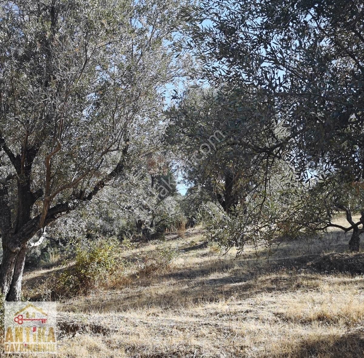 Antika Dan Bademli 5 Tapu Tek Fiyat Büyük İndirim Fırsat - Görsel 12