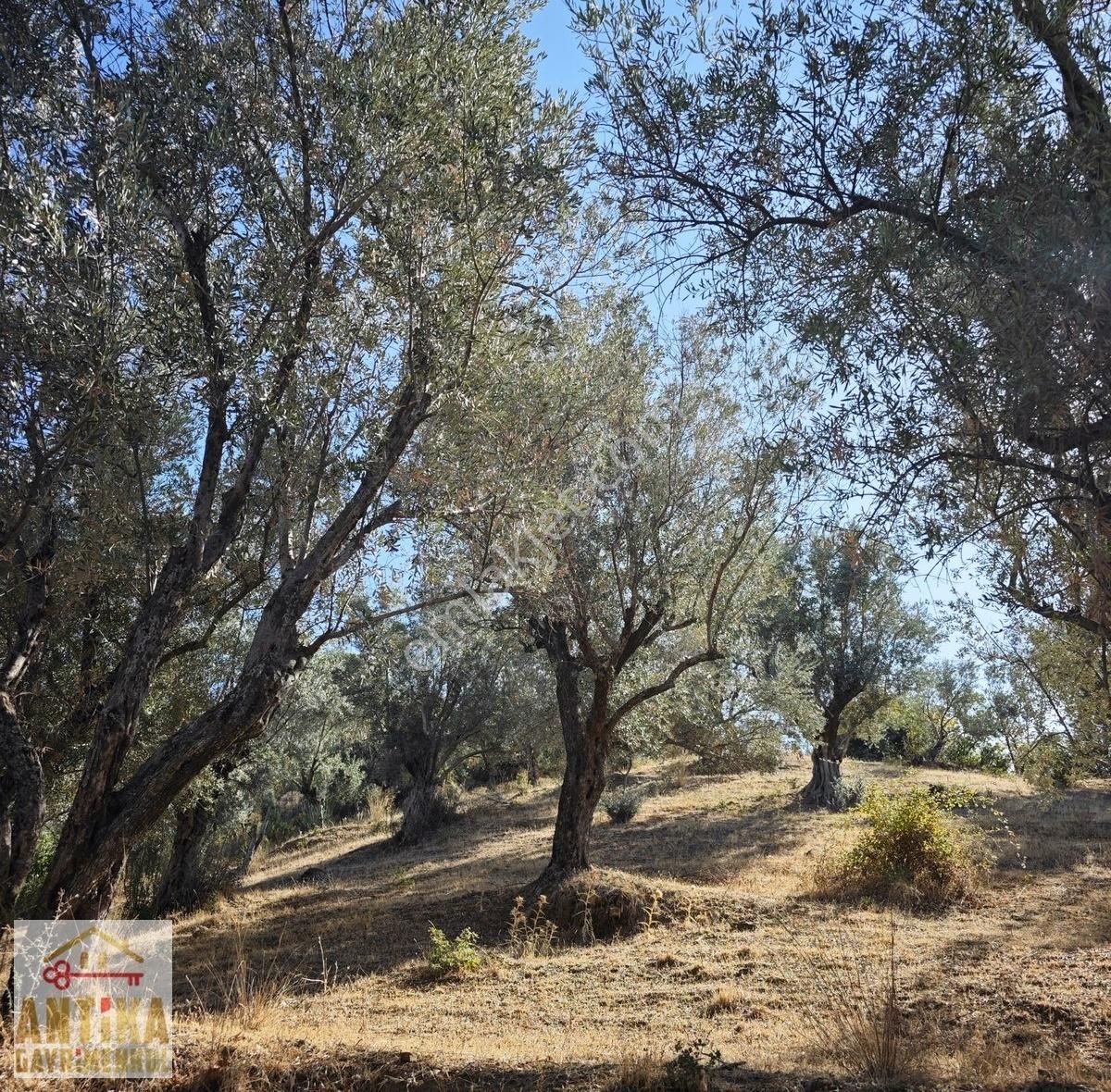Antika Dan Bademli 5 Tapu Tek Fiyat Büyük İndirim Fırsat - Görsel 3