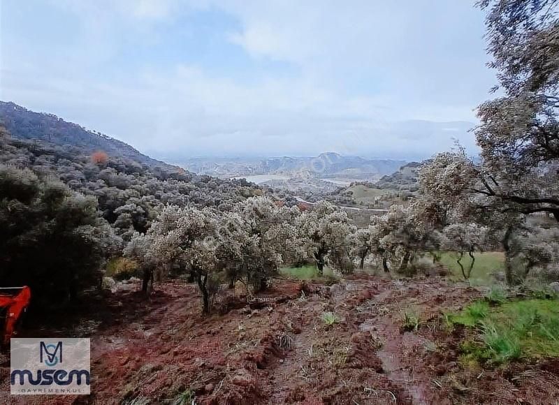 Germencik Dağkaraağaç Köyünde Satılık Zeytinlik - Görsel 9