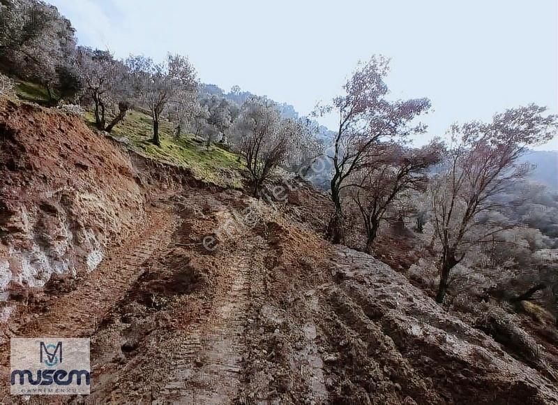 Germencik Dağkaraağaç Köyünde Satılık Zeytinlik - Görsel 4
