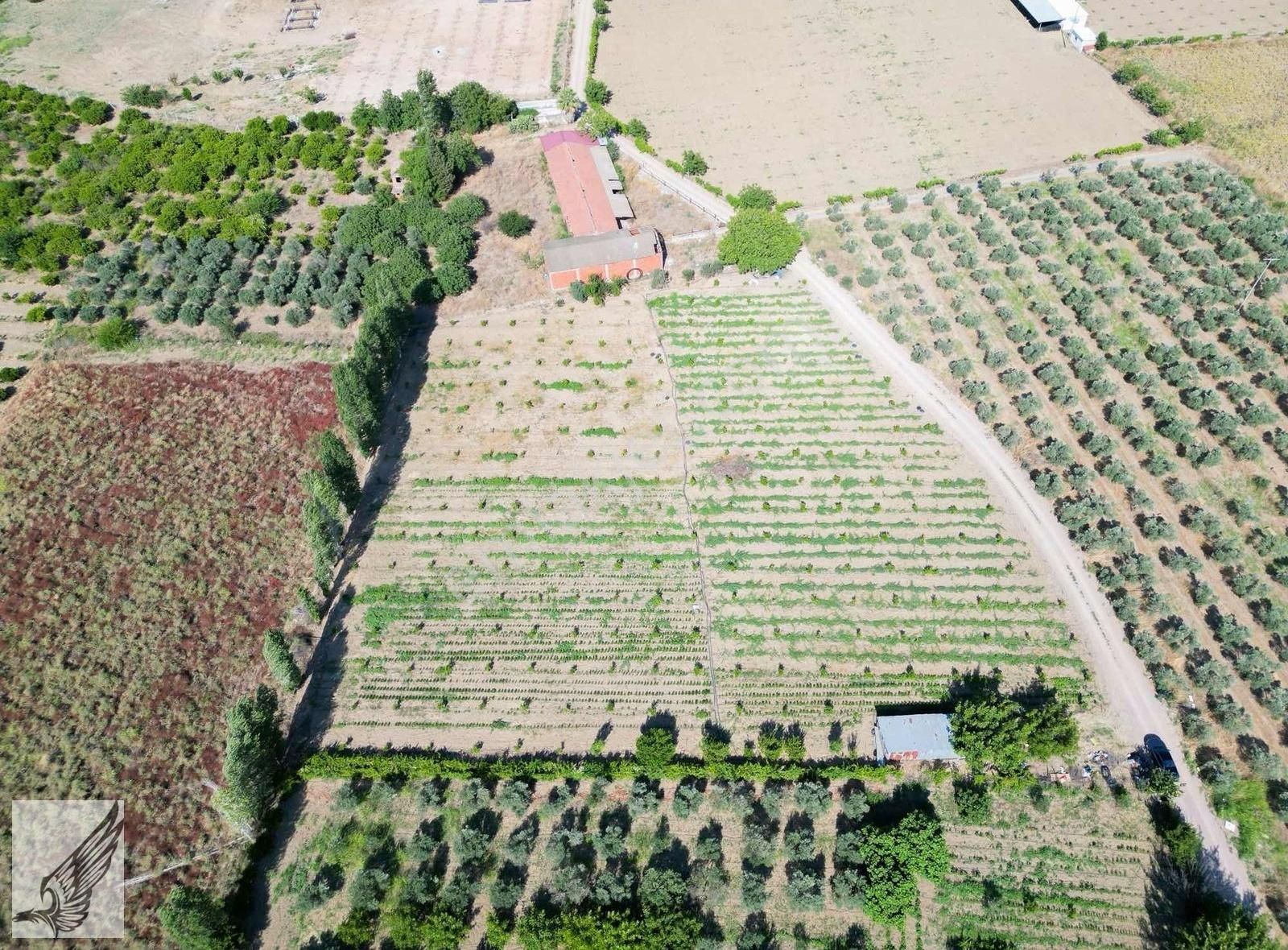 Seferihisar Turgut Köyünde 7.500m² Satılık Tarla - Görsel 22