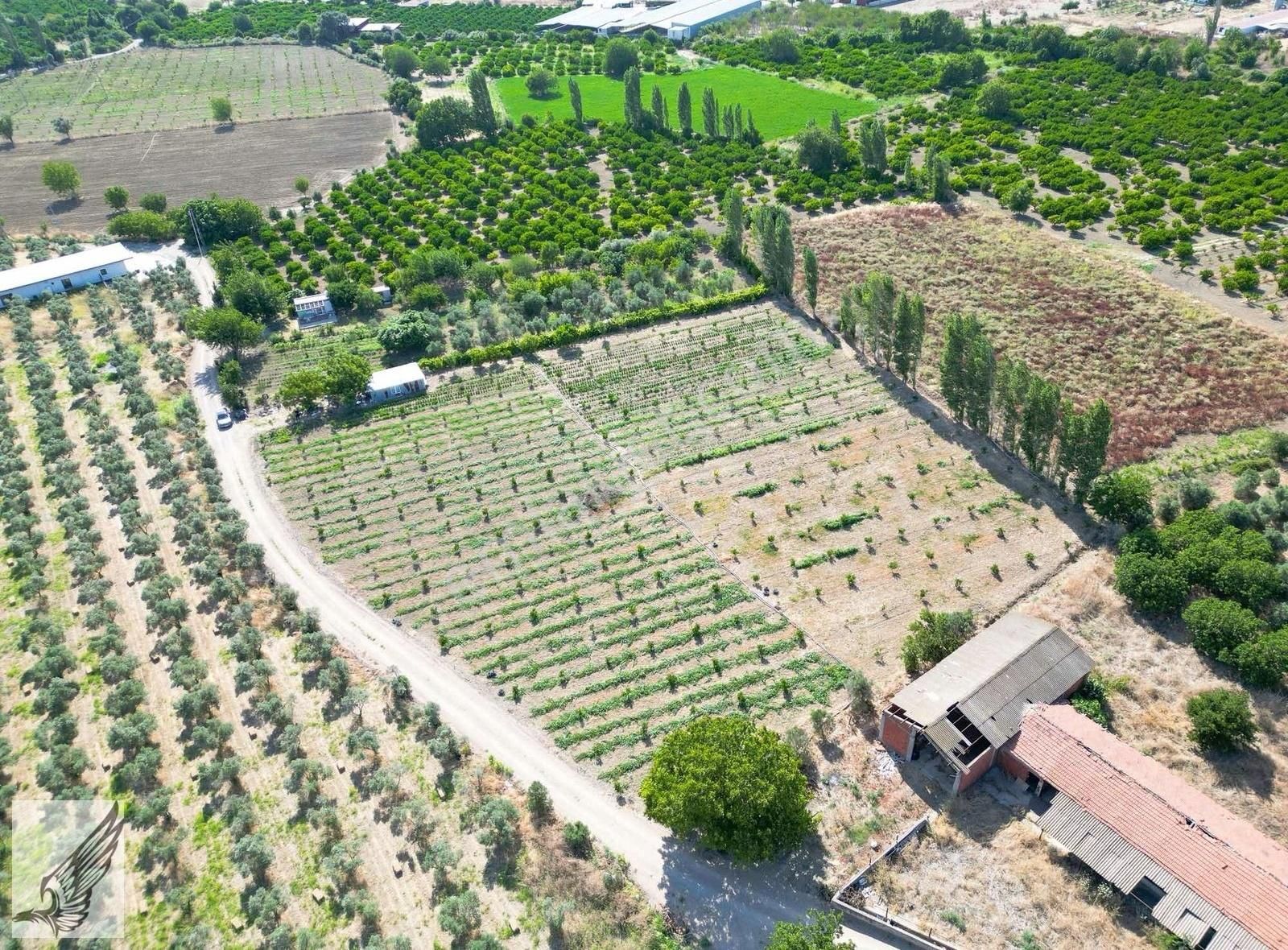 Seferihisar Turgut Köyünde 7.500m² Satılık Tarla - Görsel 3
