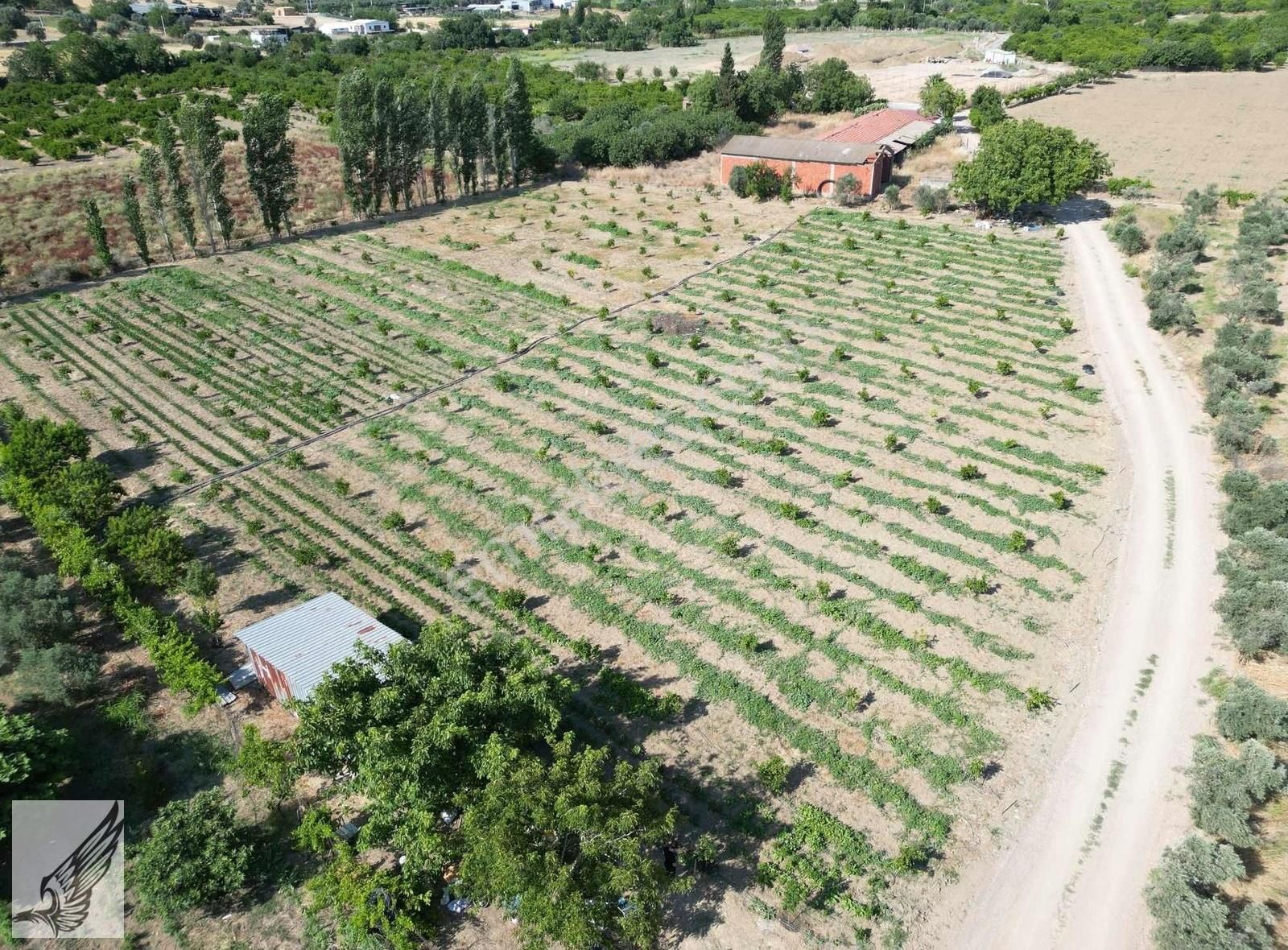 Seferihisar Turgut Köyünde 7.500m² Satılık Tarla - Görsel 4