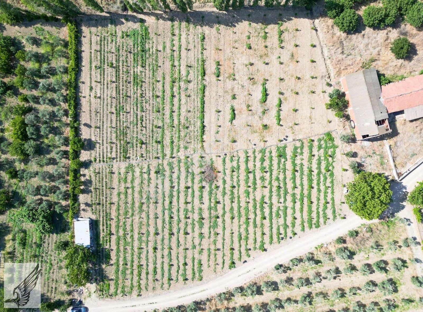 Seferihisar Turgut Köyünde 7.500m² Satılık Tarla - Görsel 7