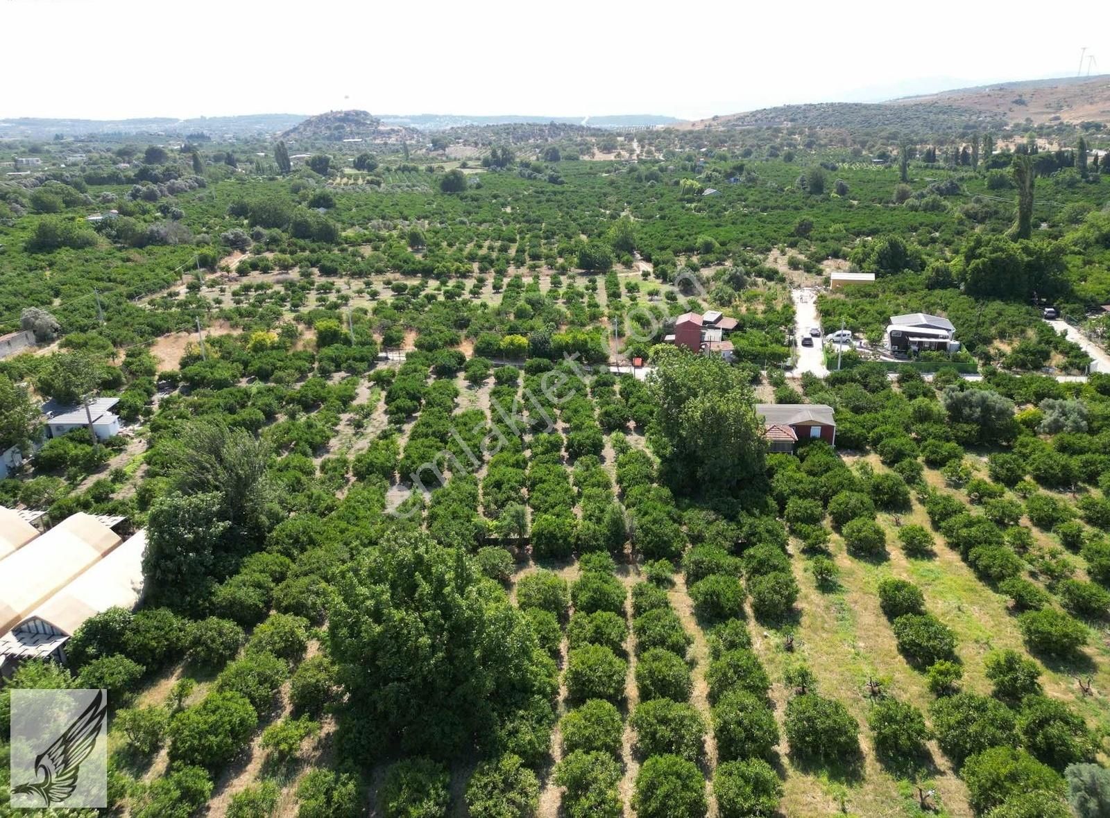 Sığacık Yolu Üzerinde 4.800m² Mandalina Bahçesi Ve Ruhsatlı Ev - Görsel 8