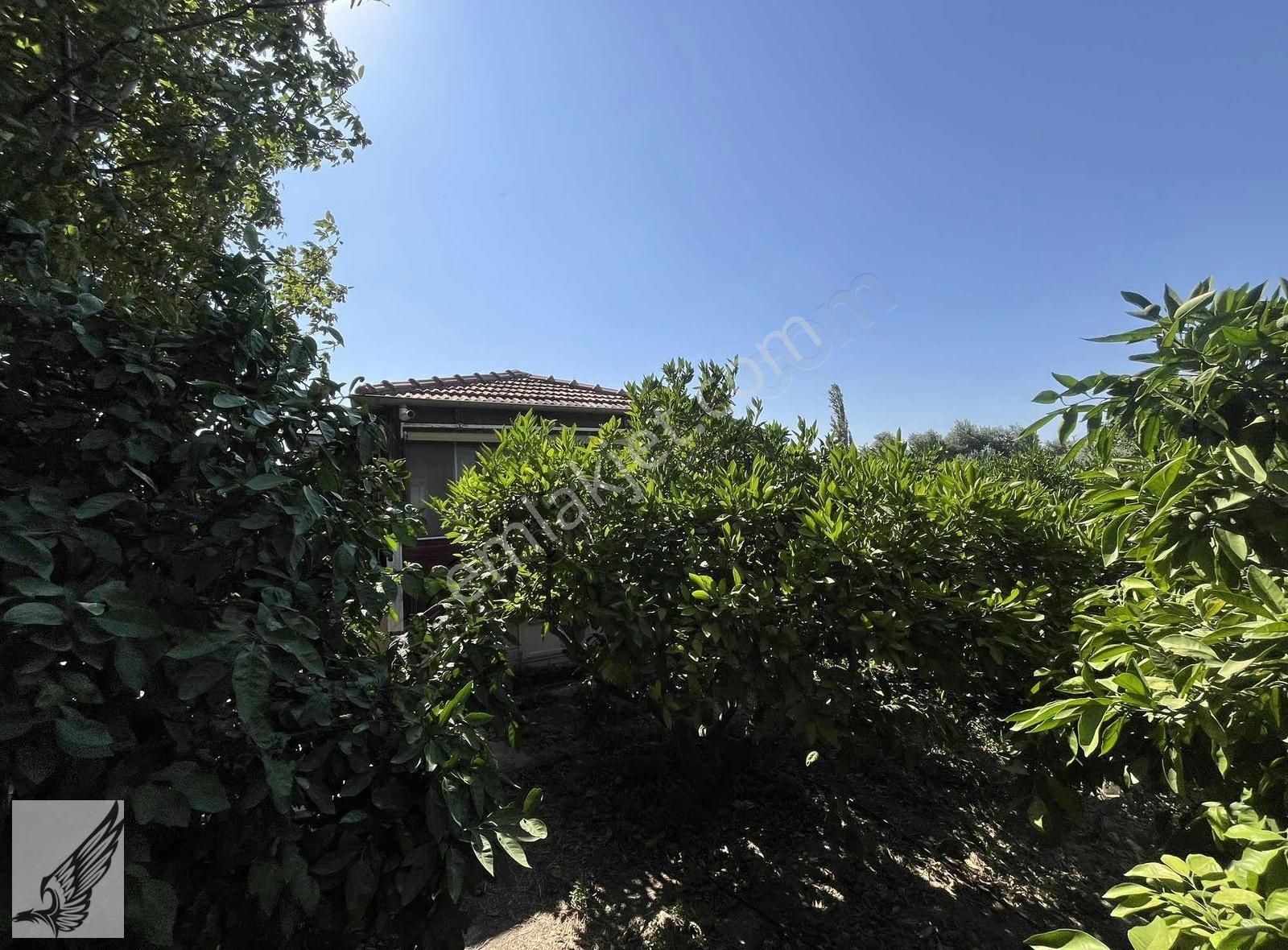 Sığacık Yolu Üzerinde 4.800m² Mandalina Bahçesi Ve Ruhsatlı Ev - Görsel 26