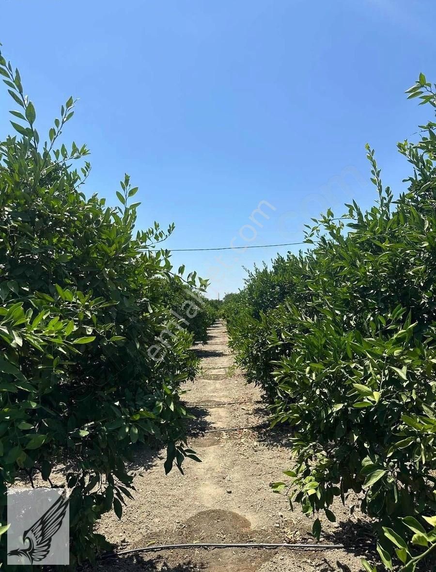 Seferihisar Hıdırlık Mahallesi 5.700m2 Satılık Mandalina Bahçesi - Görsel 27