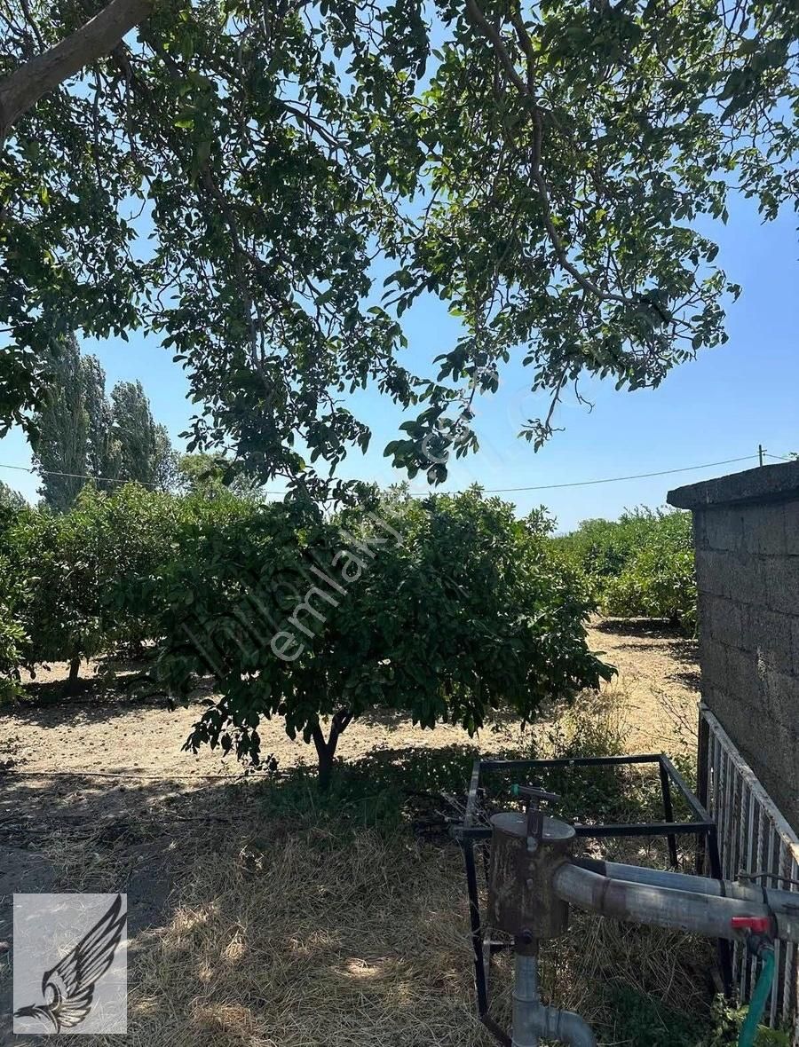 Seferihisar Hıdırlık Mahallesi 5.700m2 Satılık Mandalina Bahçesi - Görsel 24