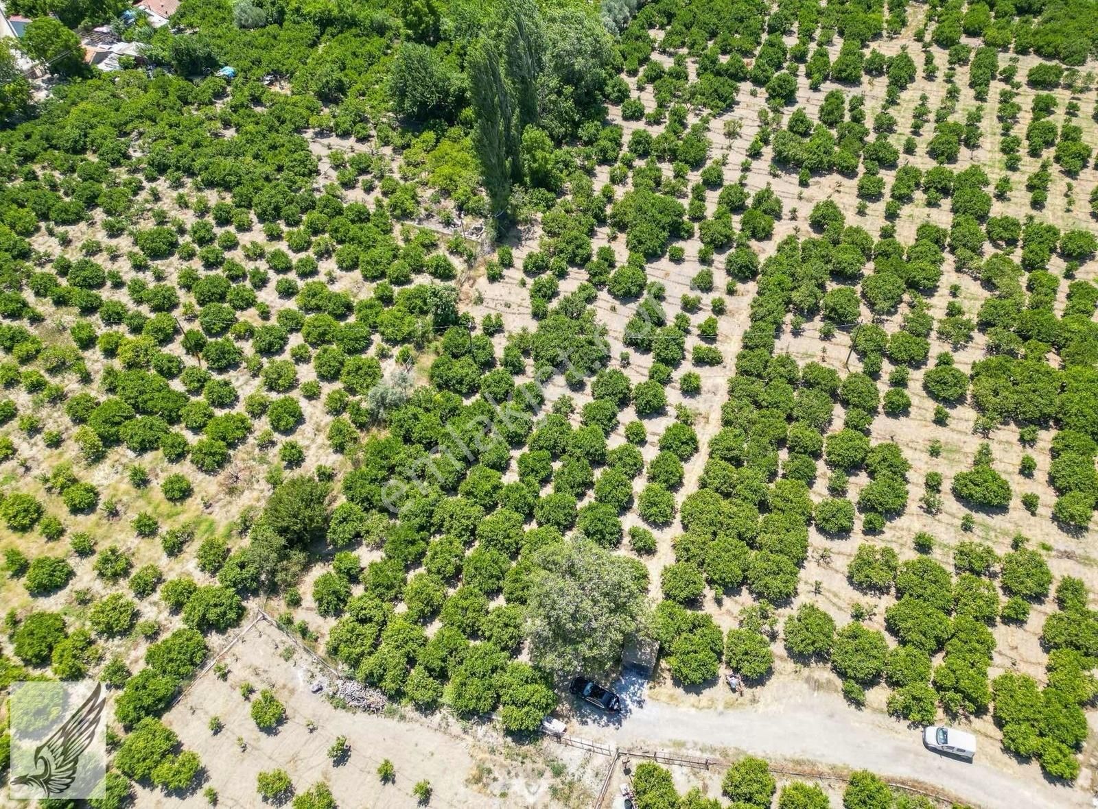 Seferihisar Hıdırlık Mahallesi 5.700m2 Satılık Mandalina Bahçesi - Görsel 12