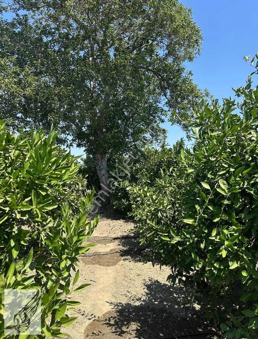 Seferihisar Hıdırlık Mahallesi 5.700m2 Satılık Mandalina Bahçesi - Görsel 23