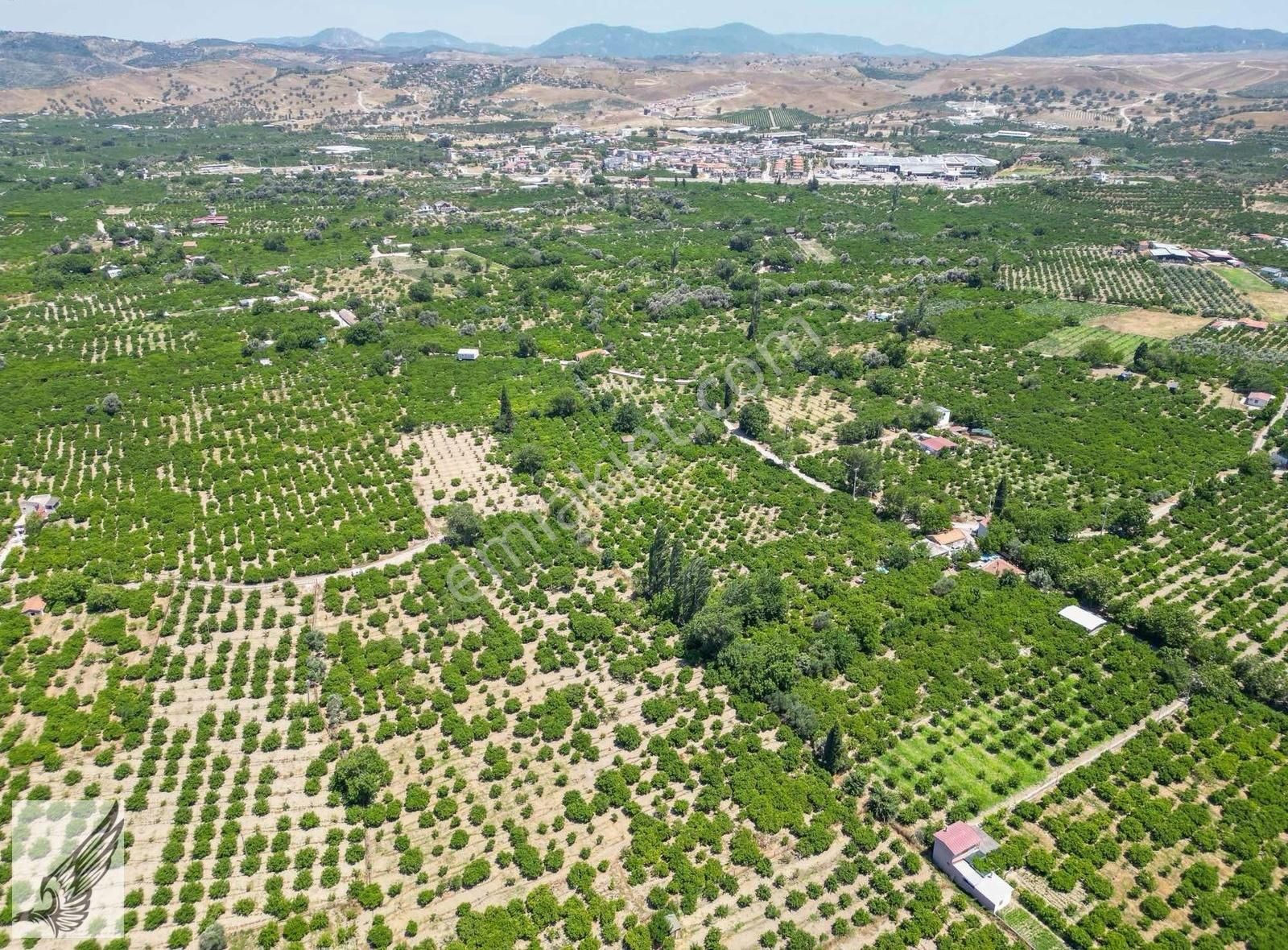 Seferihisar Hıdırlık Mahallesi 5.700m2 Satılık Mandalina Bahçesi - Görsel 31