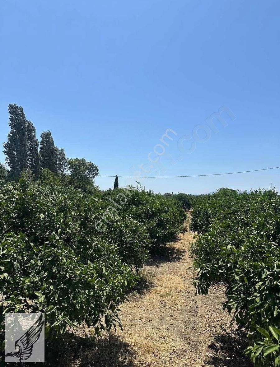 Seferihisar Hıdırlık Mahallesi 5.700m2 Satılık Mandalina Bahçesi - Görsel 2