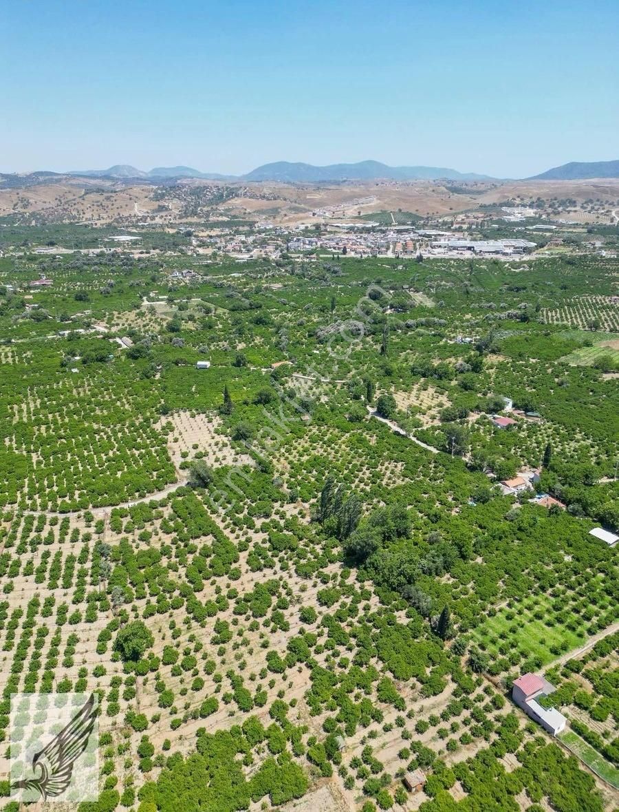 Seferihisar Hıdırlık Mahallesi 5.700m2 Satılık Mandalina Bahçesi - Görsel 26