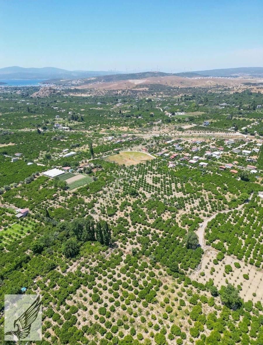 Seferihisar Hıdırlık Mahallesi 5.700m2 Satılık Mandalina Bahçesi - Görsel 10