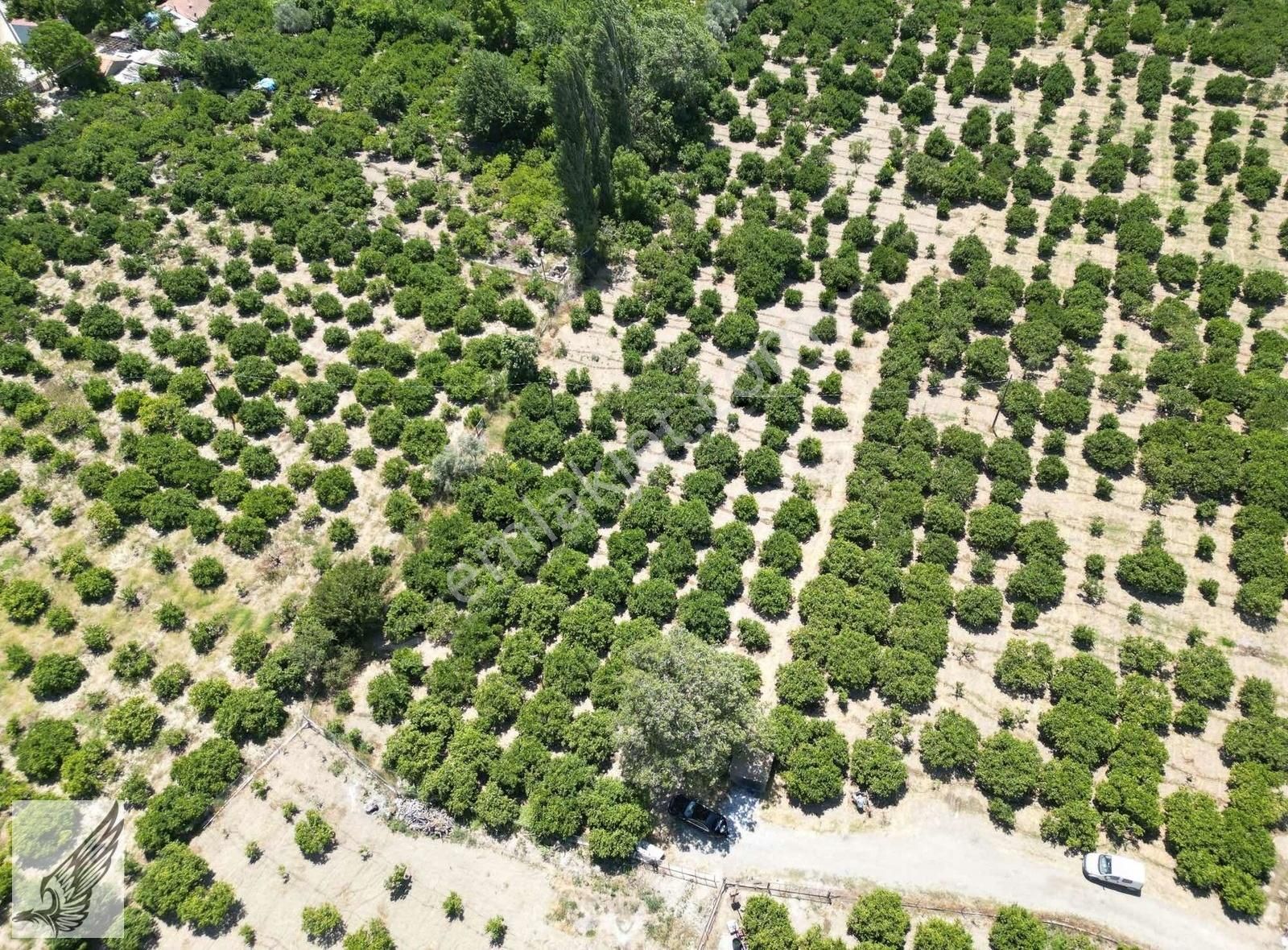 Seferihisar Hıdırlık Mahallesi 5.700m2 Satılık Mandalina Bahçesi - Görsel 28