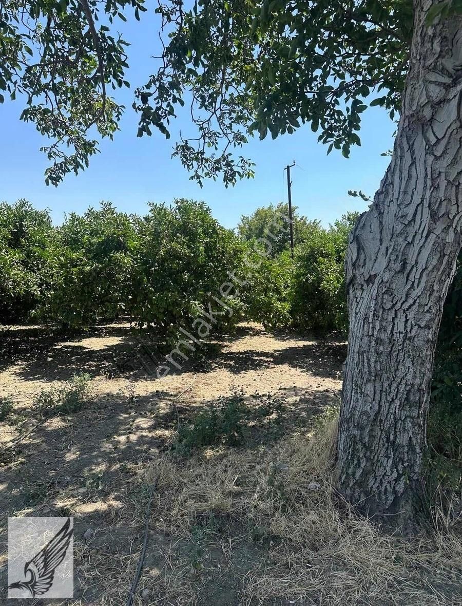 Seferihisar Hıdırlık Mahallesi 5.700m2 Satılık Mandalina Bahçesi - Görsel 19