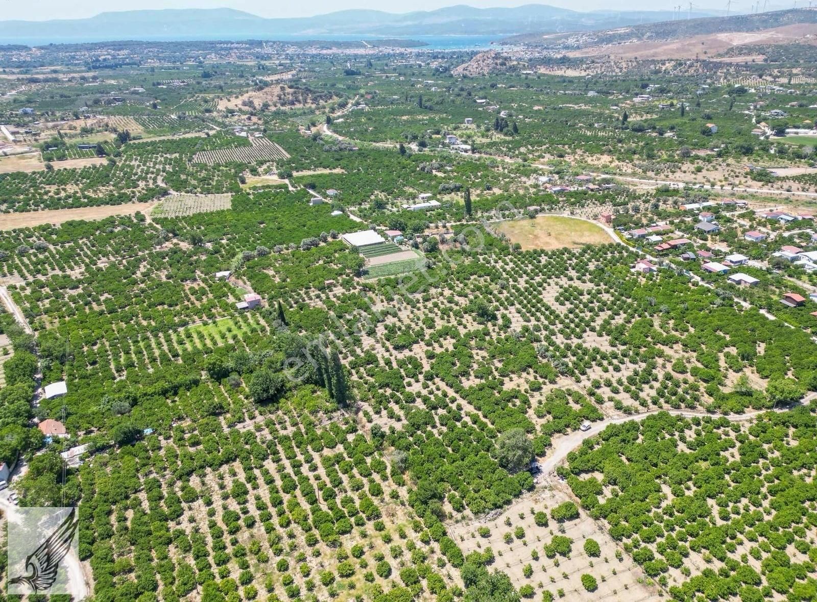 Seferihisar Hıdırlık Mahallesi 5.700m2 Satılık Mandalina Bahçesi - Görsel 9