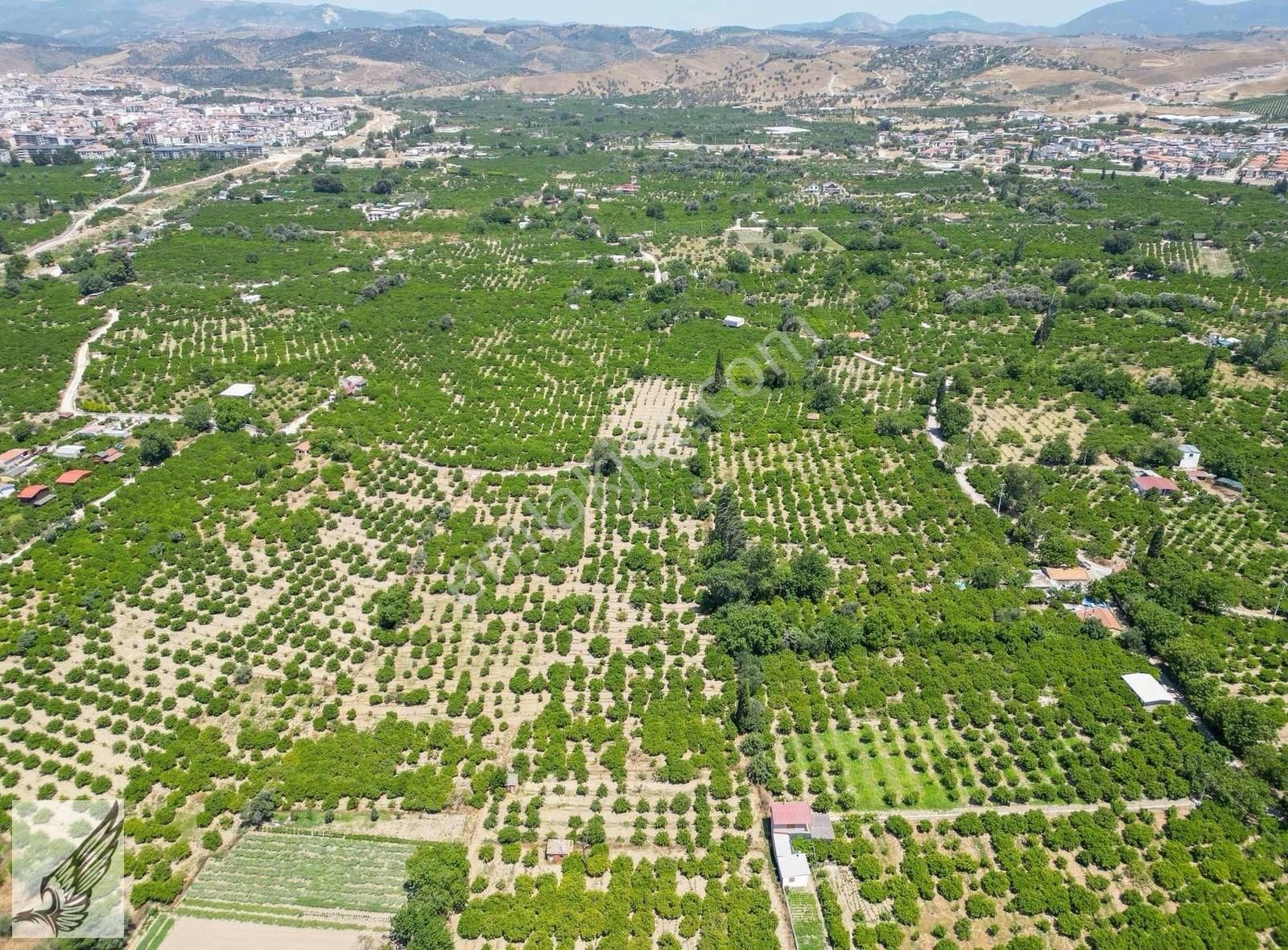 Seferihisar Hıdırlık Mahallesi 5.700m2 Satılık Mandalina Bahçesi - Görsel 21