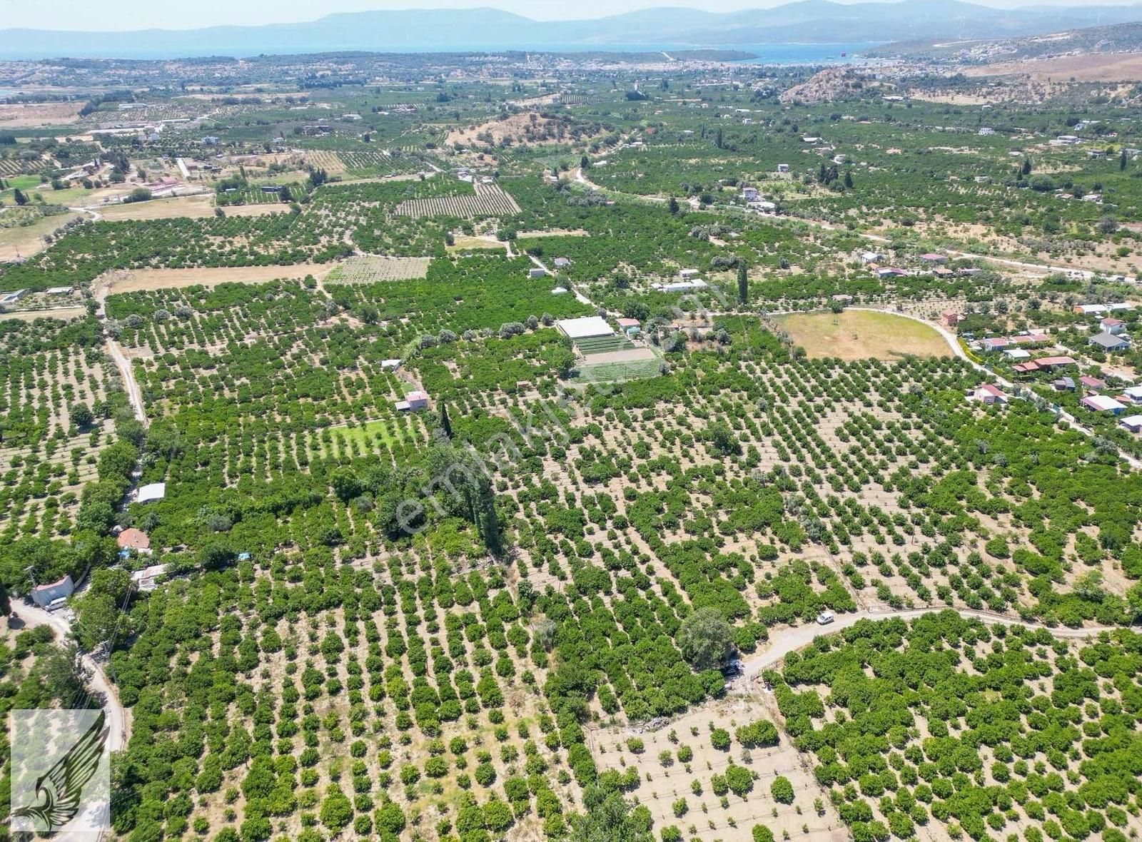 Seferihisar Hıdırlık Mahallesi 5.700m2 Satılık Mandalina Bahçesi - Görsel 15