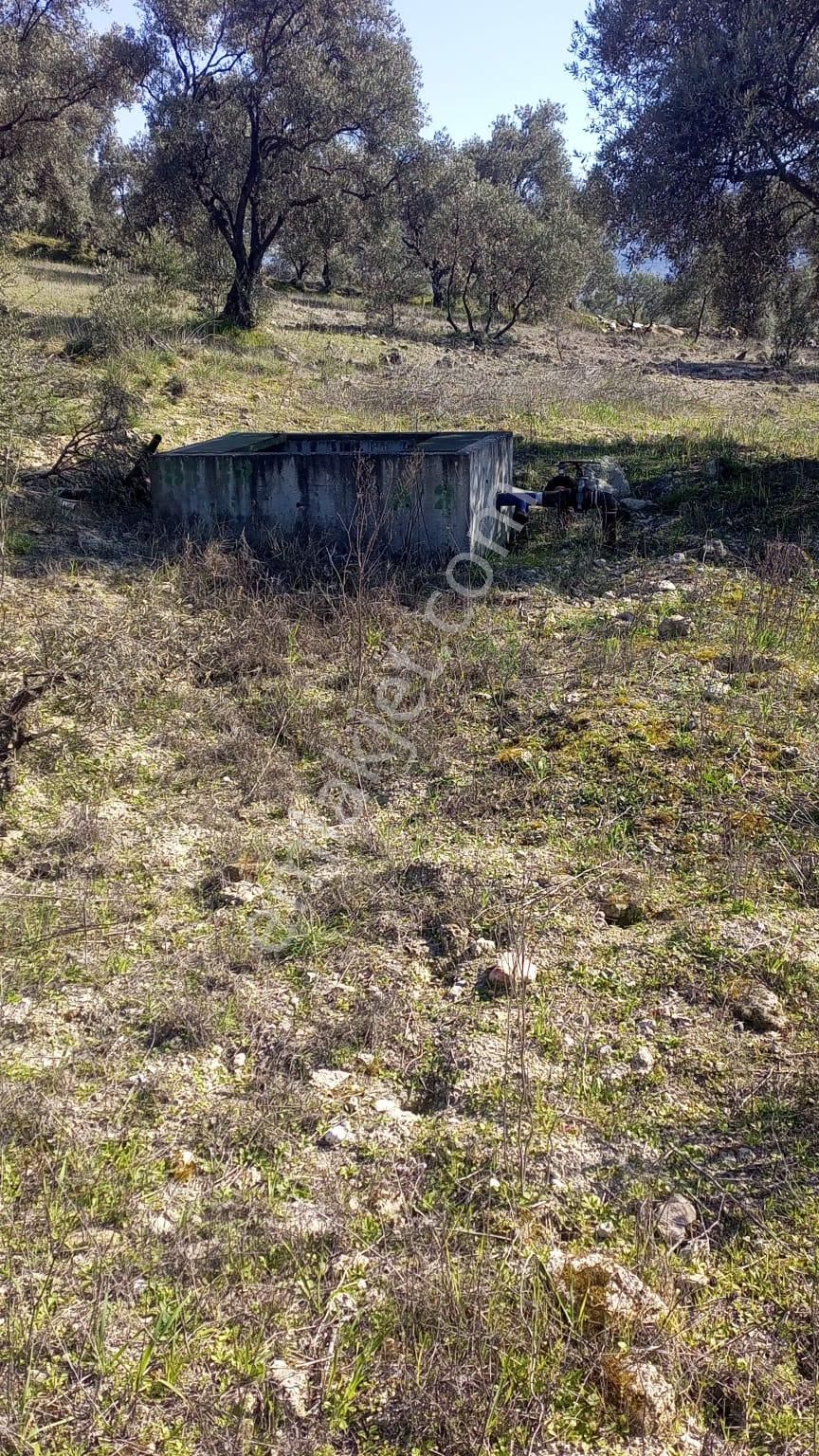 Egelimden Bozdoğan Yeni Mh Satılık Düz Uygun 3450 M2 Zeytinlik - Görsel 4