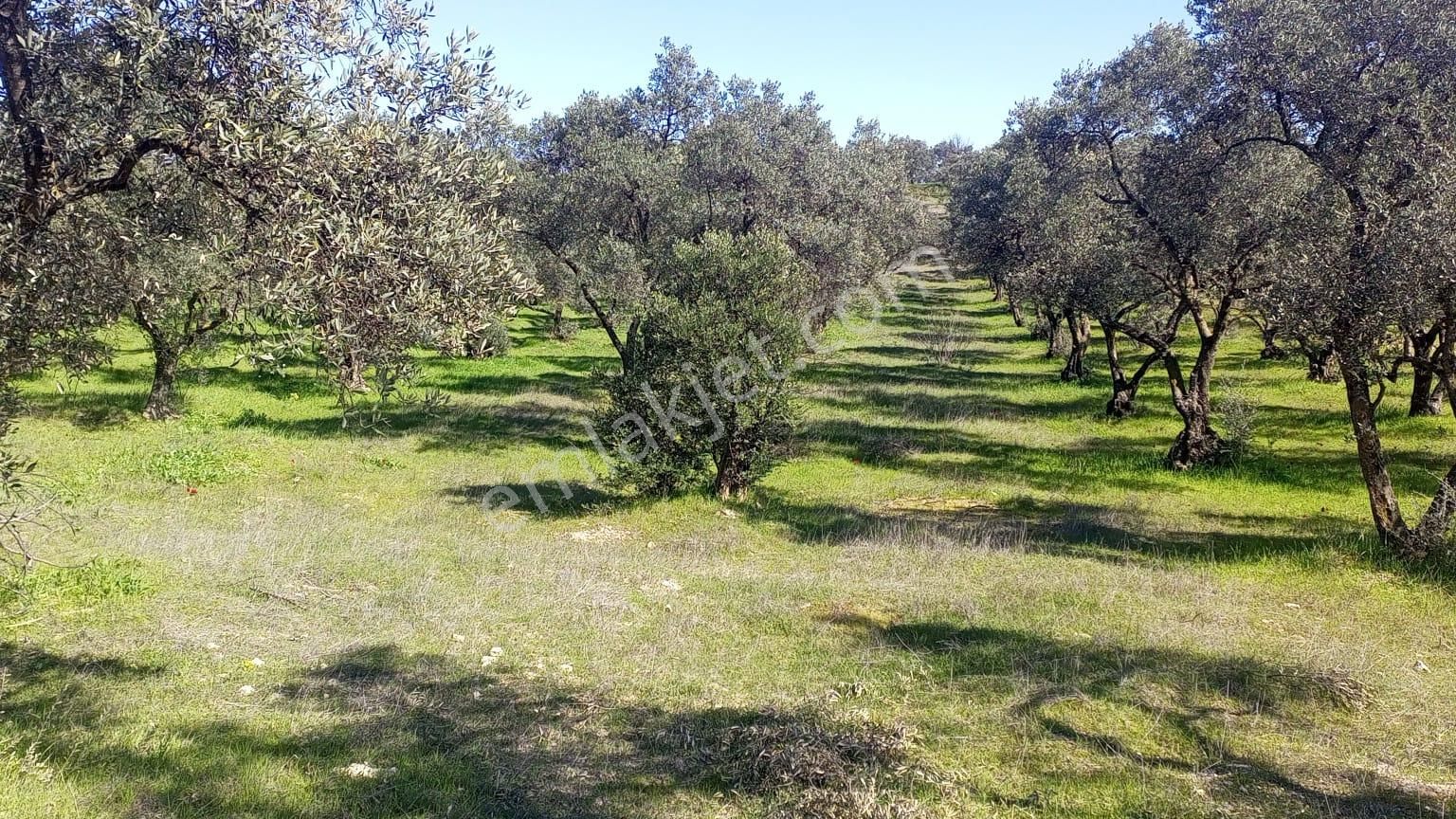Egelimden Bozdoğan Yeni Mh Satılık Düz Uygun 3450 M2 Zeytinlik - Görsel 2