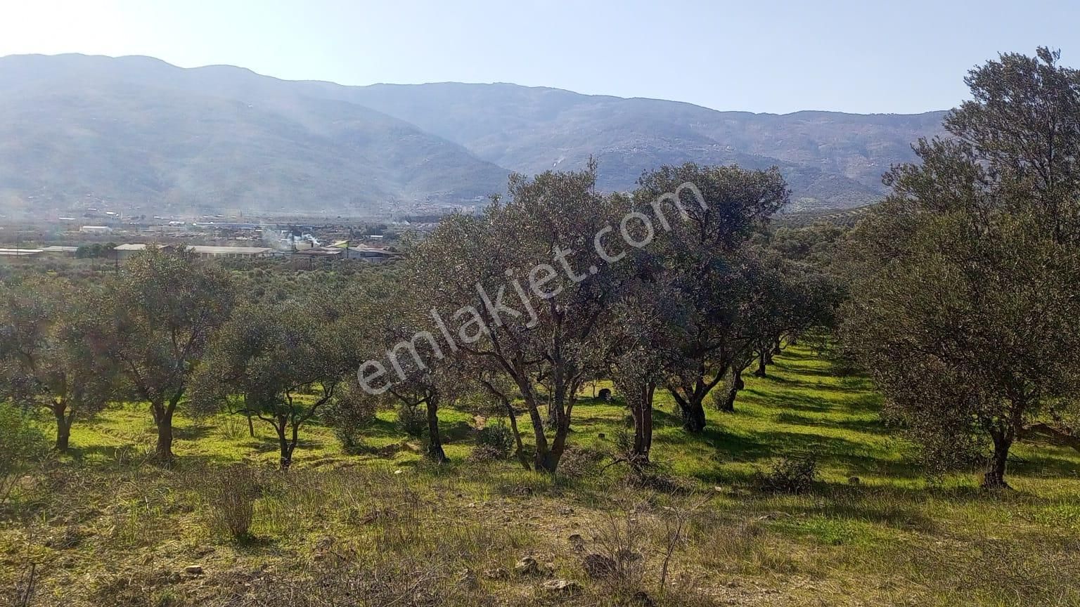 Egelimden Bozdoğan Yeni Mh Satılık Düz Uygun 3450 M2 Zeytinlik - Görsel 3