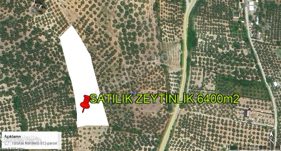 Mudanya Yörükali Satılık Zeytinlik - Görsel 11