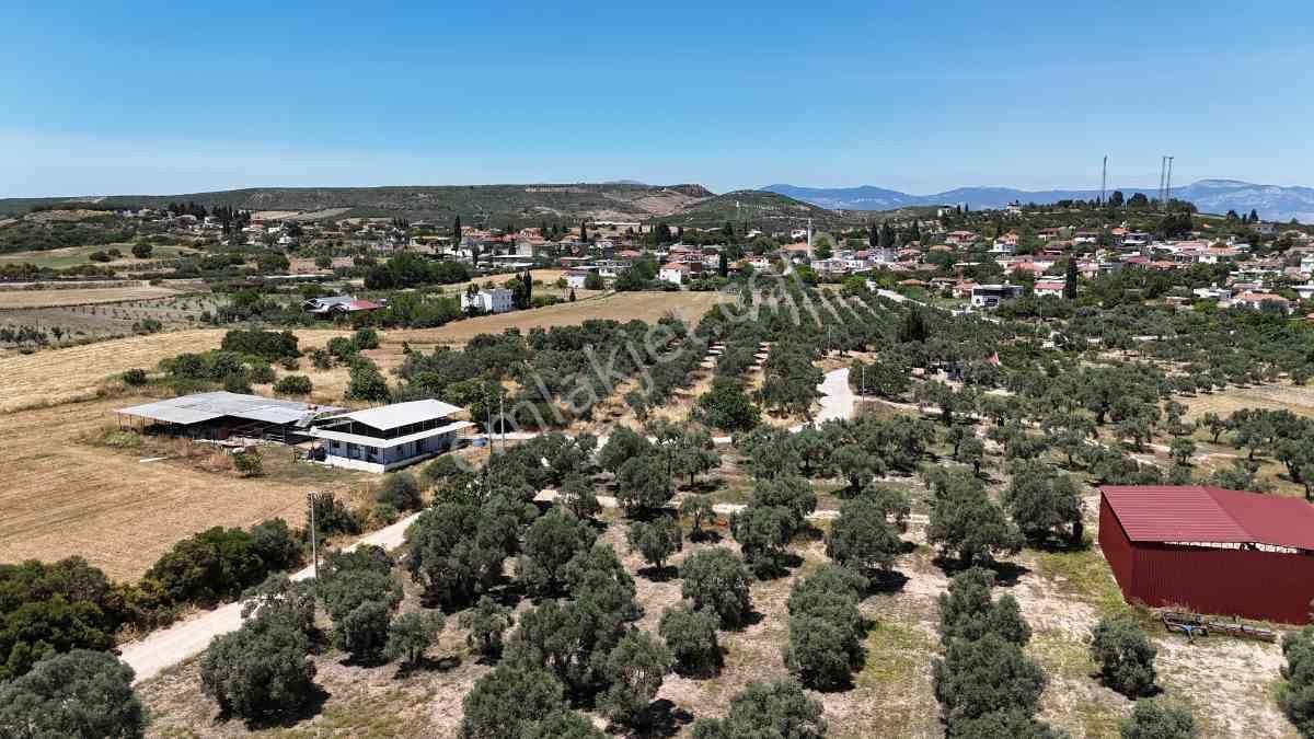 Didim Akköy Mahallesi'nde Satılık Zeytinlik - Görsel 22