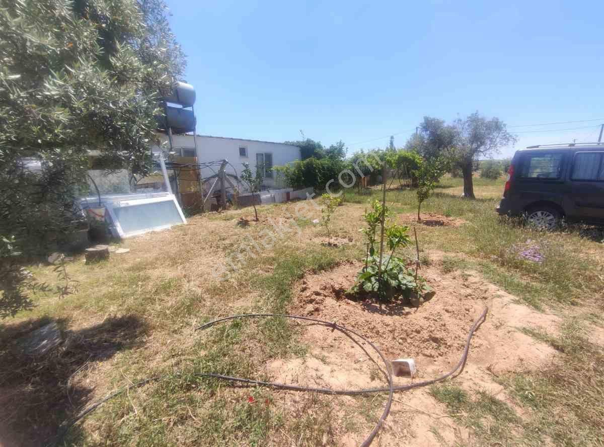 Didim Akköy Mahallesi'nde Satılık Zeytinlik - Görsel 14