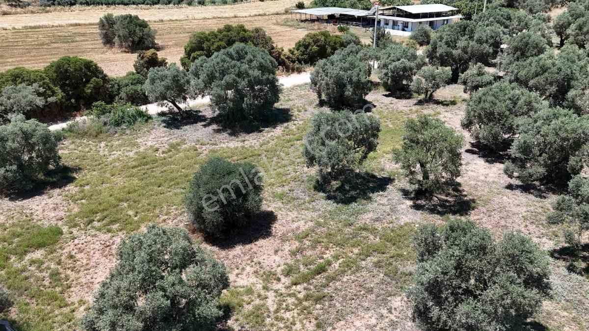 Didim Akköy Mahallesi'nde Satılık Zeytinlik - Görsel 6