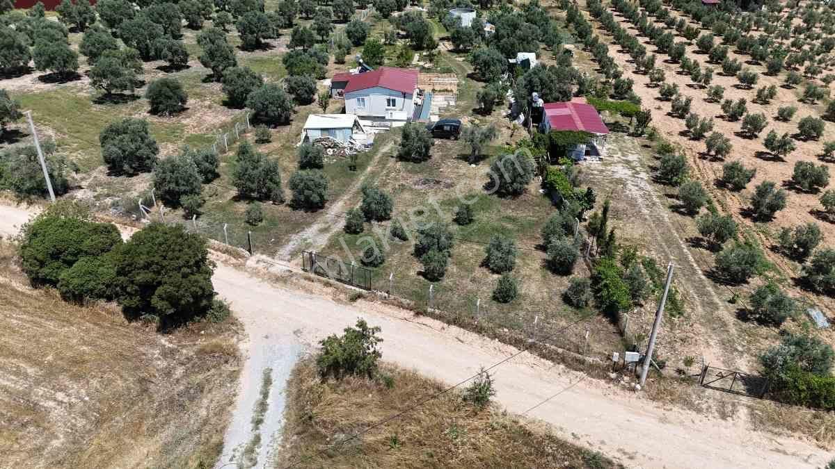 Didim Akköy Mahallesi'nde Satılık Zeytinlik - Görsel 11