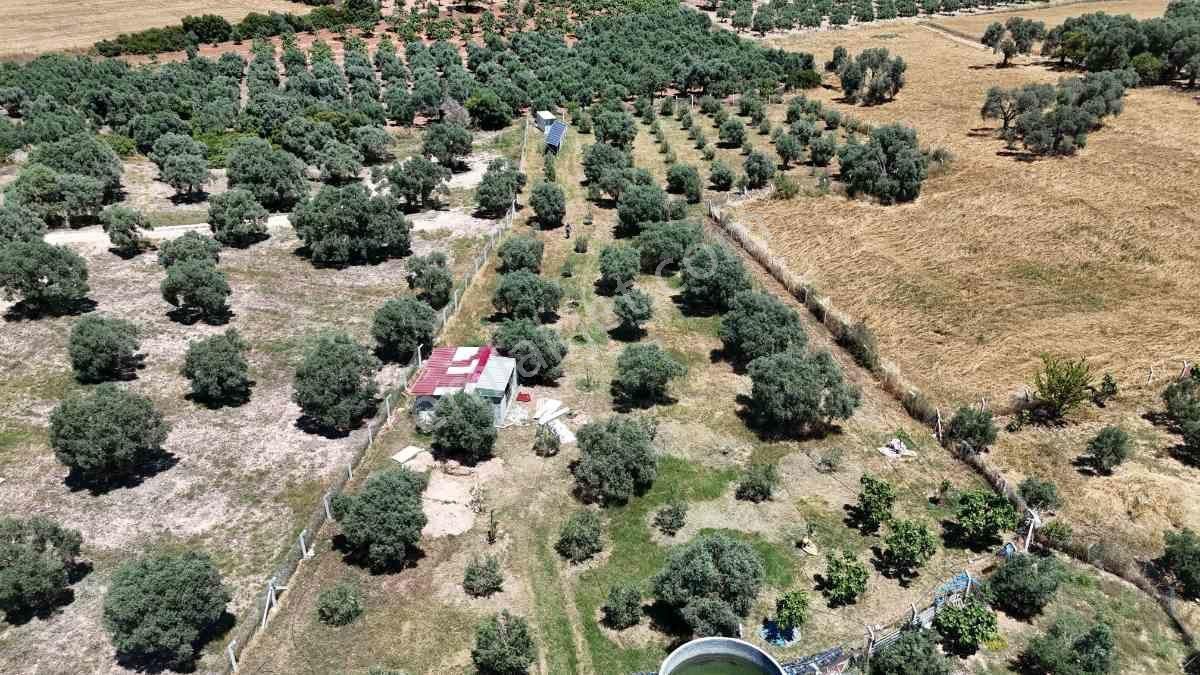 Didim Akköy Mahallesi'nde Satılık Zeytinlik - Görsel 5