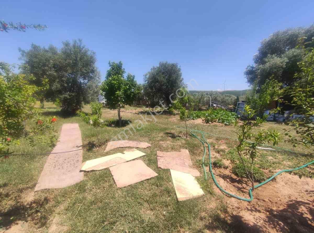 Didim Akköy Mahallesi'nde Satılık Zeytinlik - Görsel 15