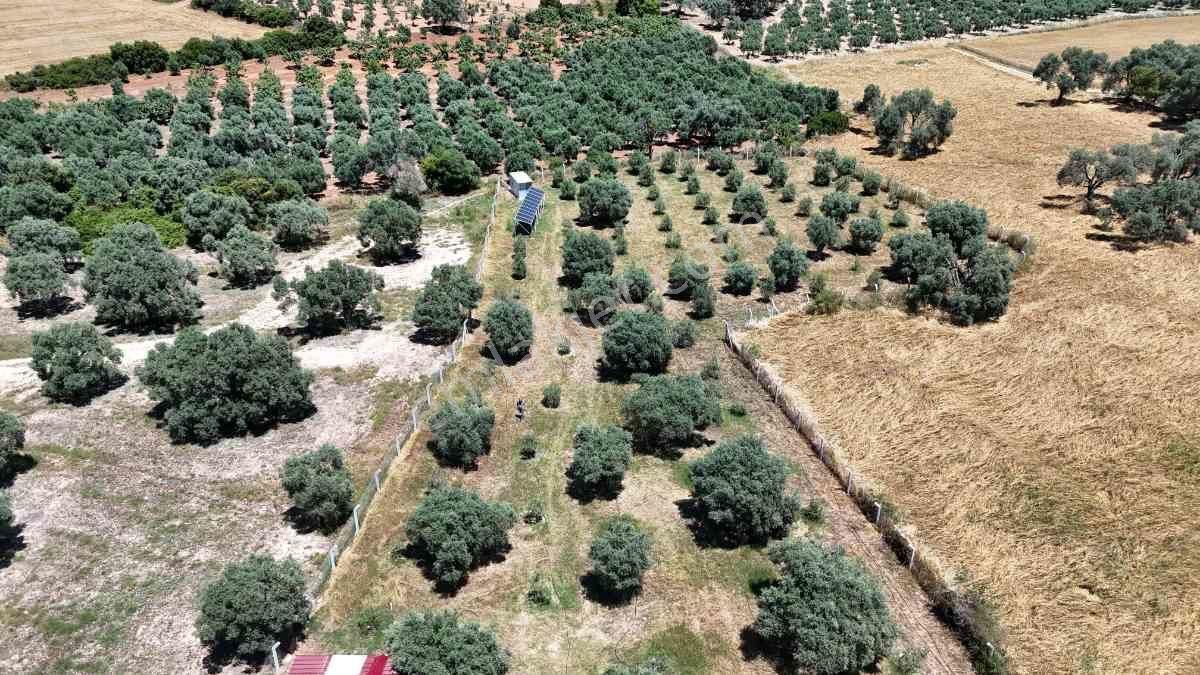 Didim Akköy Mahallesi'nde Satılık Zeytinlik - Görsel 4