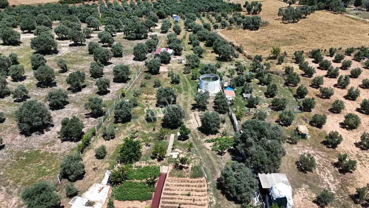 Didim Akköy Mahallesi'nde Satılık Zeytinlik - Görsel 8