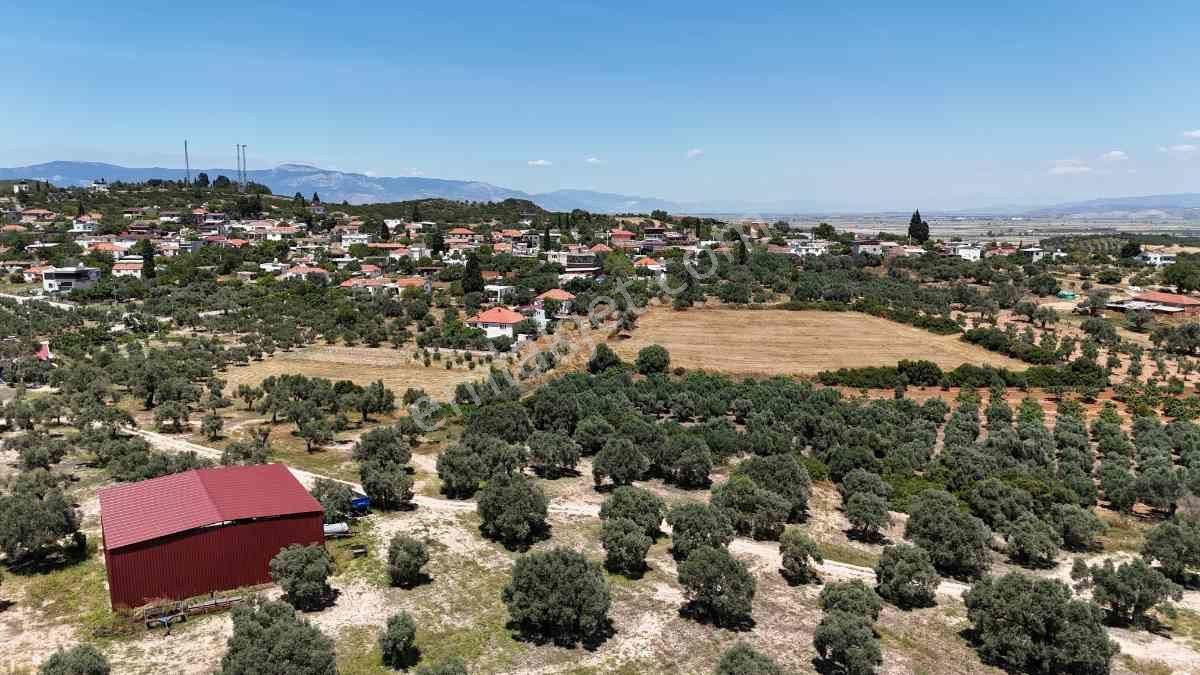 Didim Akköy Mahallesi'nde Satılık Zeytinlik - Görsel 16