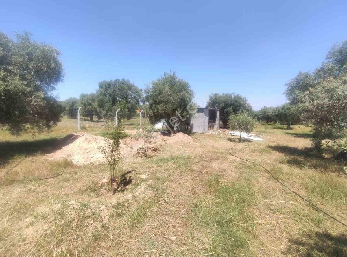 Didim Akköy Mahallesi'nde Satılık Zeytinlik - Görsel 10
