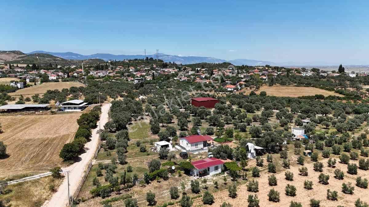 Didim Akköy Mahallesi'nde Satılık Zeytinlik - Görsel 2
