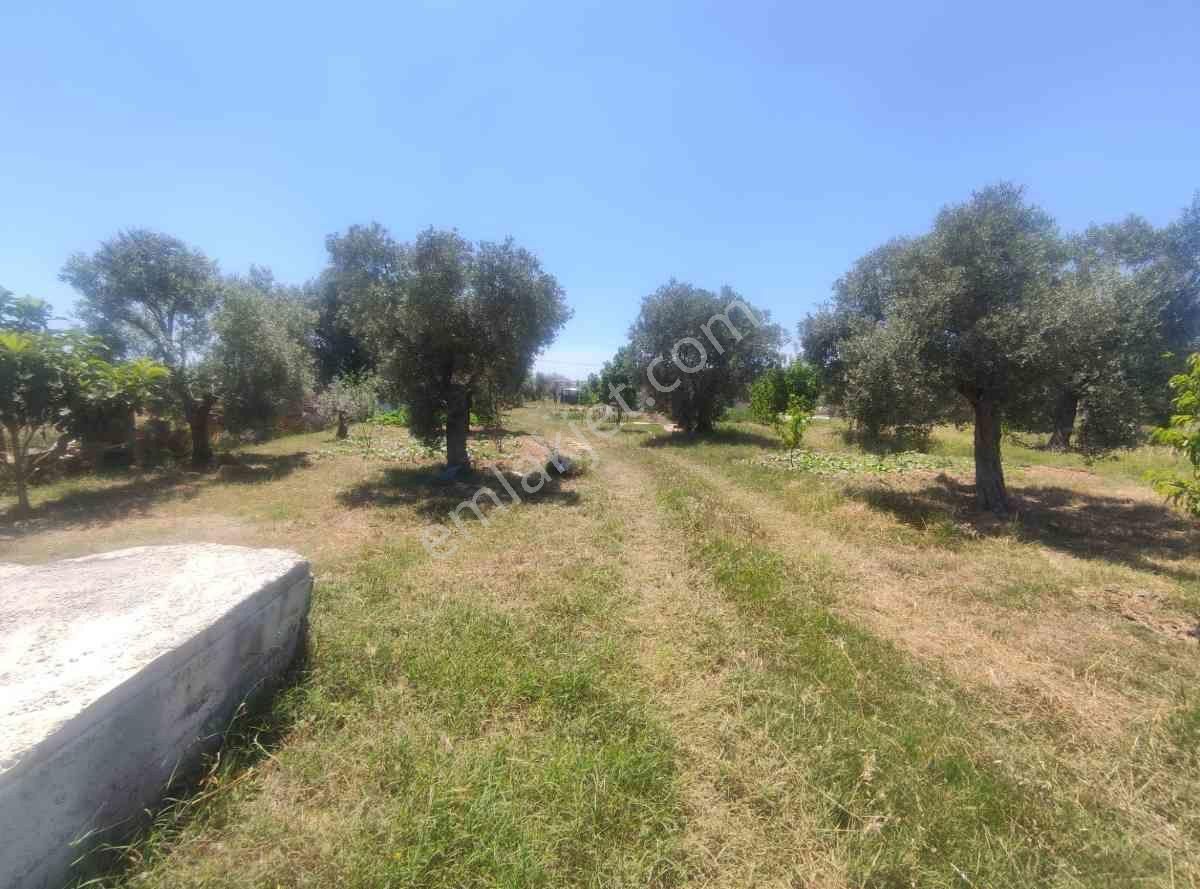 Didim Akköy Mahallesi'nde Satılık Zeytinlik - Görsel 30