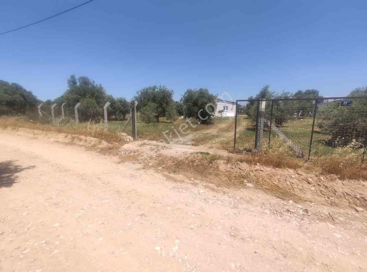 Didim Akköy Mahallesi'nde Satılık Zeytinlik - Görsel 12