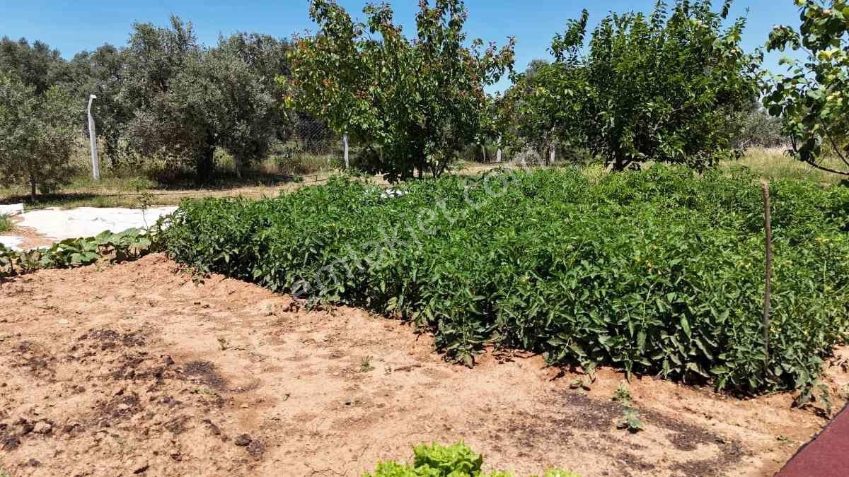 Didim Akköy Mahallesi'nde Satılık Zeytinlik - Görsel 19