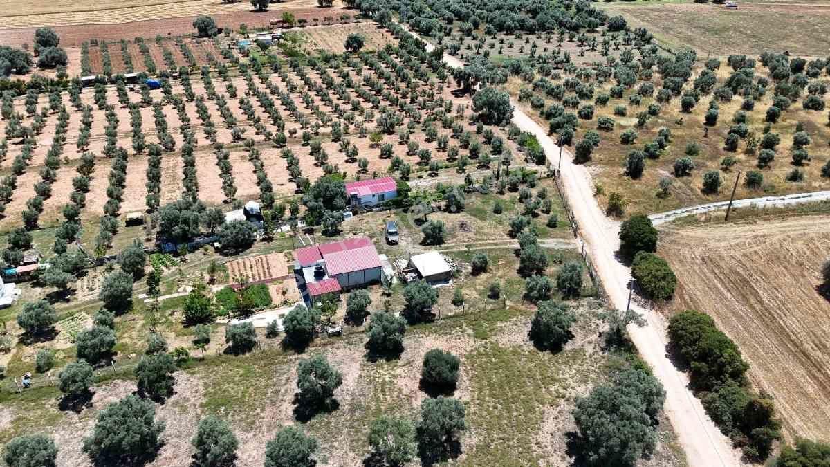 Didim Akköy Mahallesi'nde Satılık Zeytinlik - Görsel 7