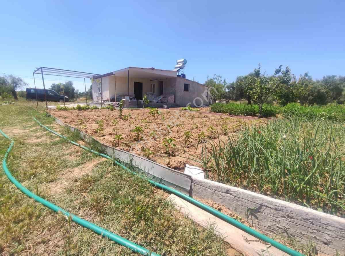 Didim Akköy Mahallesi'nde Satılık Zeytinlik - Görsel 3