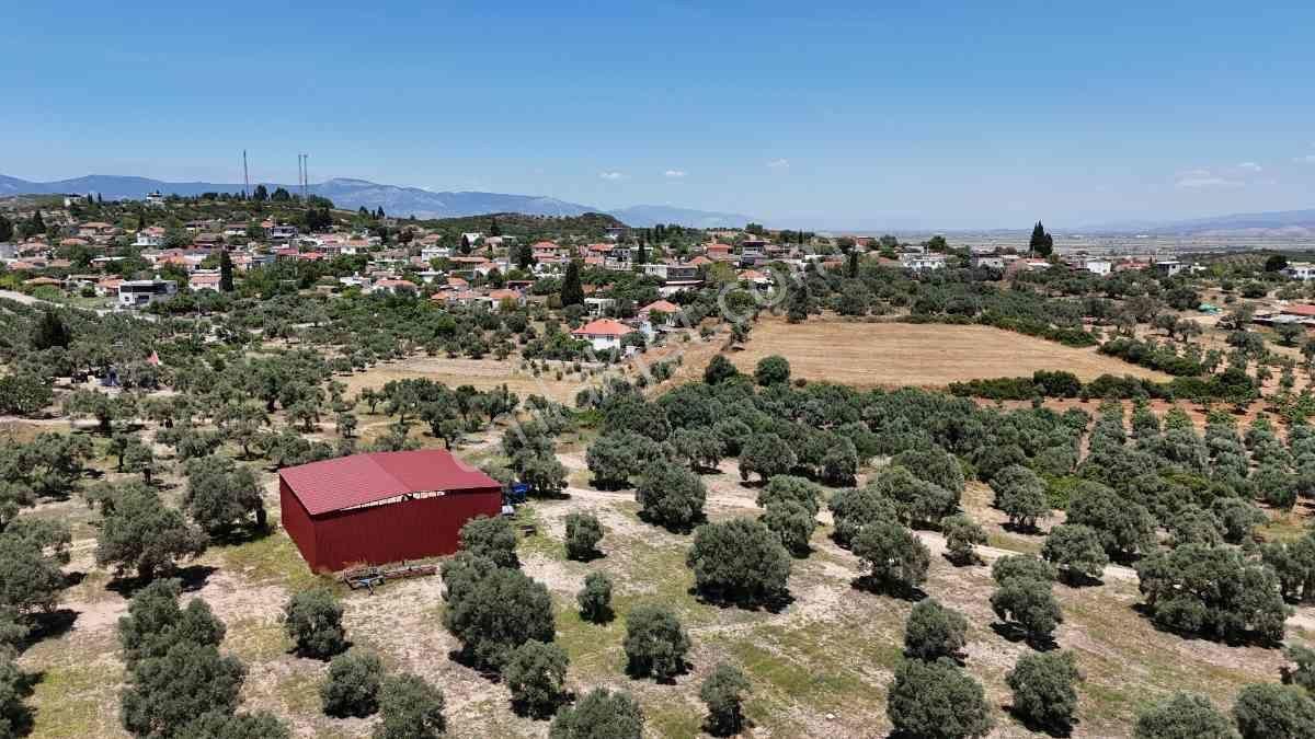 Didim Akköy Mahallesi'nde Satılık Zeytinlik - Görsel 32