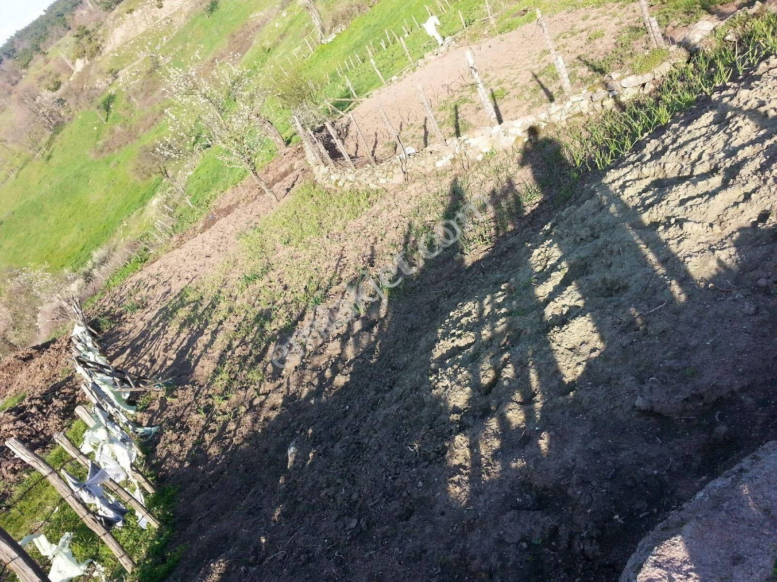 🌿 Balıkesir Havran Büyük Şapçı Köyü’nde Ges, Çiftlik Ve Yatırıma Uygun 10.400 M² Tek Tapu Tarla! 🌿 - Görsel 6