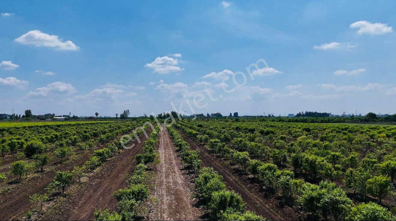 Full Bakımlı 42.531 M2 Hazır Erik Hurma Baçesi